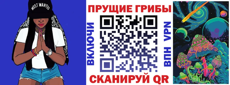 Псилоцибиновые грибы Psilocybine cubensis Балтийск
